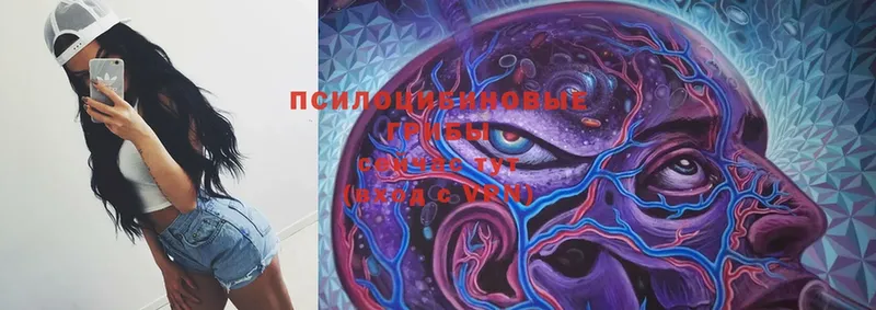 Галлюциногенные грибы Psilocybe  Лихославль 